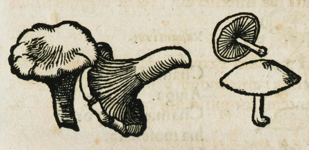 An illustration from Botanicon, continens herbarum, aliorumque simplicium, quorum usus in medicinis est, descriptiones et iconas ad vivum effigiatas : ex praecipuis tam Grecis quam Latinis Authoribus jam recens concinnatum ; Additis etiam, quae Neotericorum obseruationes & experientiae uel comprobarunt denuo, uel nuper inuenerunt/ Avt. Theodorico Dorstenio Medico, 1540, leaf 163