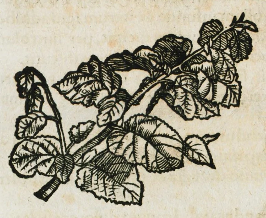 An illustration from Botanicon, continens herbarum, aliorumque simplicium, quorum usus in medicinis est, descriptiones et iconas ad vivum effigiatas : ex praecipuis tam Grecis quam Latinis Authoribus jam recens concinnatum ; Additis etiam, quae Neotericorum obseruationes & experientiae uel comprobarunt denuo, uel nuper inuenerunt/ Avt. Theodorico Dorstenio Medico, 1540, leaf 170