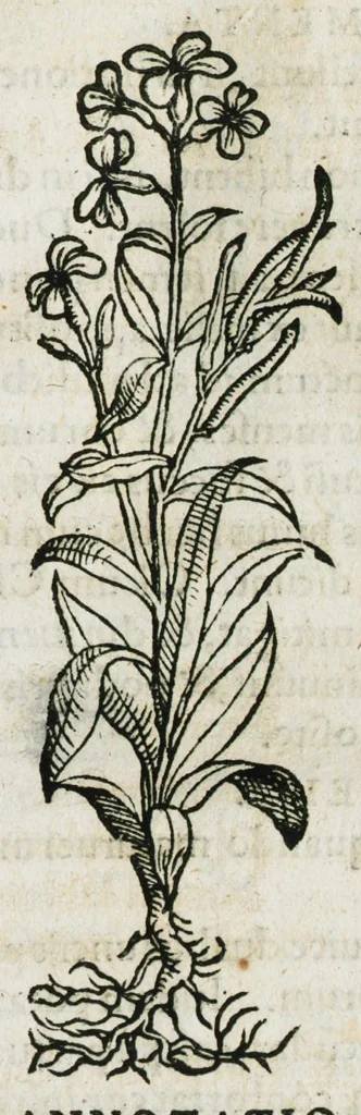 An illustration from Botanicon, continens herbarum, aliorumque simplicium, quorum usus in medicinis est, descriptiones et iconas ad vivum effigiatas : ex praecipuis tam Grecis quam Latinis Authoribus jam recens concinnatum ; Additis etiam, quae Neotericorum obseruationes & experientiae uel comprobarunt denuo, uel nuper inuenerunt/ Avt. Theodorico Dorstenio Medico, 1540, leaf 173