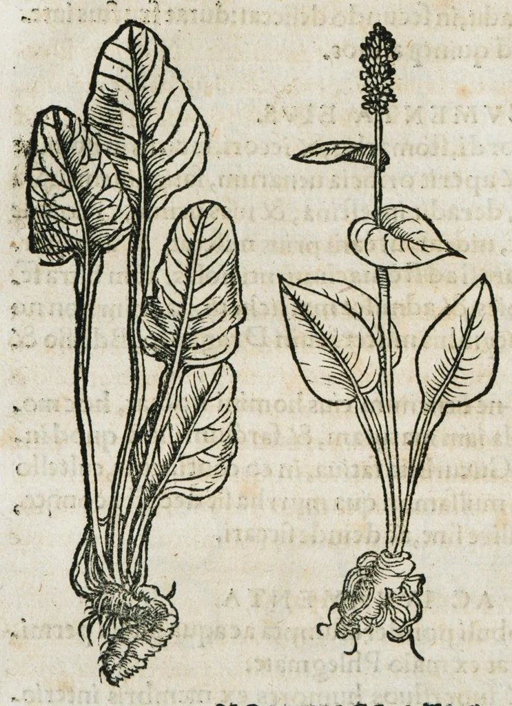 An illustration from Botanicon, continens herbarum, aliorumque simplicium, quorum usus in medicinis est, descriptiones et iconas ad vivum effigiatas : ex praecipuis tam Grecis quam Latinis Authoribus jam recens concinnatum ; Additis etiam, quae Neotericorum obseruationes & experientiae uel comprobarunt denuo, uel nuper inuenerunt/ Avt. Theodorico Dorstenio Medico, 1540, leaf 186