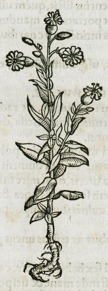 An illustration from Botanicon, continens herbarum, aliorumque simplicium, quorum usus in medicinis est, descriptiones et iconas ad vivum effigiatas : ex praecipuis tam Grecis quam Latinis Authoribus jam recens concinnatum ; Additis etiam, quae Neotericorum obseruationes & experientiae uel comprobarunt denuo, uel nuper inuenerunt/ Avt. Theodorico Dorstenio Medico, 1540, leaf 199