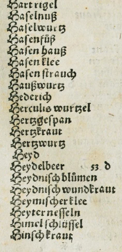 An illustration from Botanicon, continens herbarum, aliorumque simplicium, quorum usus in medicinis est, descriptiones et iconas ad vivum effigiatas : ex praecipuis tam Grecis quam Latinis Authoribus jam recens concinnatum ; Additis etiam, quae Neotericorum obseruationes & experientiae uel comprobarunt denuo, uel nuper inuenerunt/ Avt. Theodorico Dorstenio Medico, 1540, leaf 20