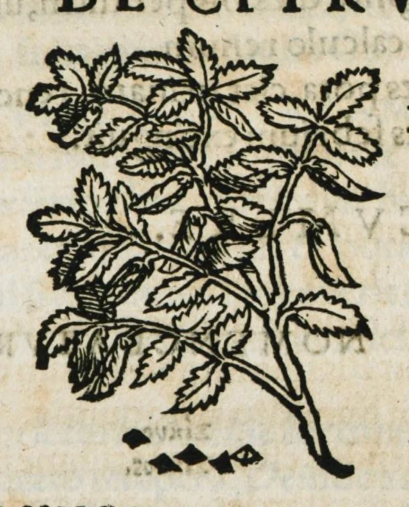 An illustration from Botanicon, continens herbarum, aliorumque simplicium, quorum usus in medicinis est, descriptiones et iconas ad vivum effigiatas : ex praecipuis tam Grecis quam Latinis Authoribus jam recens concinnatum ; Additis etiam, quae Neotericorum obseruationes & experientiae uel comprobarunt denuo, uel nuper inuenerunt/ Avt. Theodorico Dorstenio Medico, 1540, leaf 208