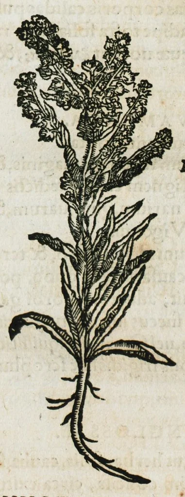 An illustration from Botanicon, continens herbarum, aliorumque simplicium, quorum usus in medicinis est, descriptiones et iconas ad vivum effigiatas : ex praecipuis tam Grecis quam Latinis Authoribus jam recens concinnatum ; Additis etiam, quae Neotericorum obseruationes & experientiae uel comprobarunt denuo, uel nuper inuenerunt/ Avt. Theodorico Dorstenio Medico, 1540, leaf 215