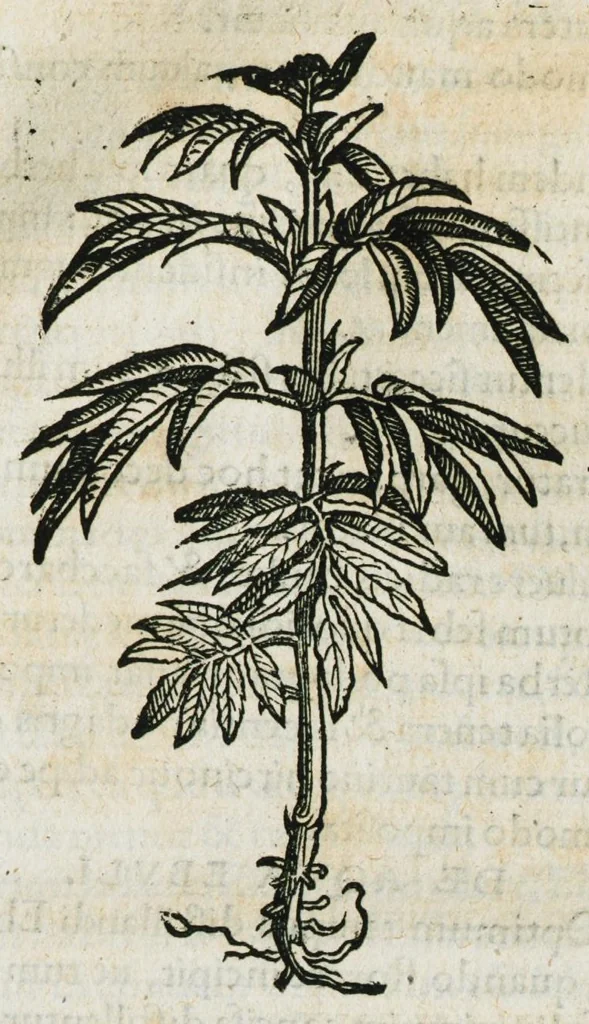 An illustration from Botanicon, continens herbarum, aliorumque simplicium, quorum usus in medicinis est, descriptiones et iconas ad vivum effigiatas : ex praecipuis tam Grecis quam Latinis Authoribus jam recens concinnatum ; Additis etiam, quae Neotericorum obseruationes & experientiae uel comprobarunt denuo, uel nuper inuenerunt/ Avt. Theodorico Dorstenio Medico, 1540, leaf 227