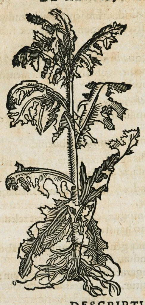 An illustration from Botanicon, continens herbarum, aliorumque simplicium, quorum usus in medicinis est, descriptiones et iconas ad vivum effigiatas : ex praecipuis tam Grecis quam Latinis Authoribus jam recens concinnatum ; Additis etiam, quae Neotericorum obseruationes & experientiae uel comprobarunt denuo, uel nuper inuenerunt/ Avt. Theodorico Dorstenio Medico, 1540, leaf 236