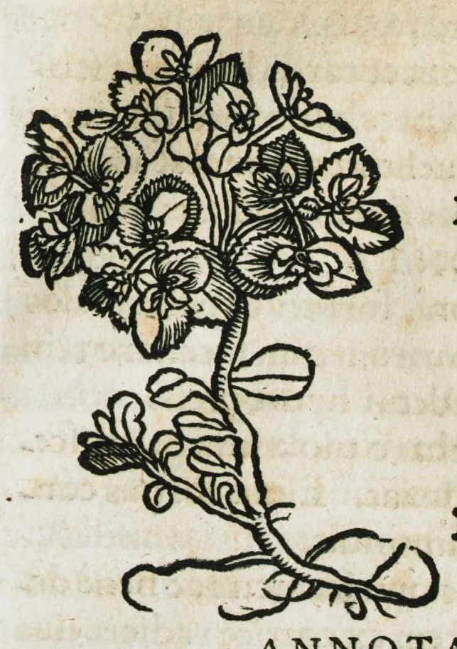An illustration from Botanicon, continens herbarum, aliorumque simplicium, quorum usus in medicinis est, descriptiones et iconas ad vivum effigiatas : ex praecipuis tam Grecis quam Latinis Authoribus jam recens concinnatum ; Additis etiam, quae Neotericorum obseruationes & experientiae uel comprobarunt denuo, uel nuper inuenerunt/ Avt. Theodorico Dorstenio Medico, 1540, leaf 243