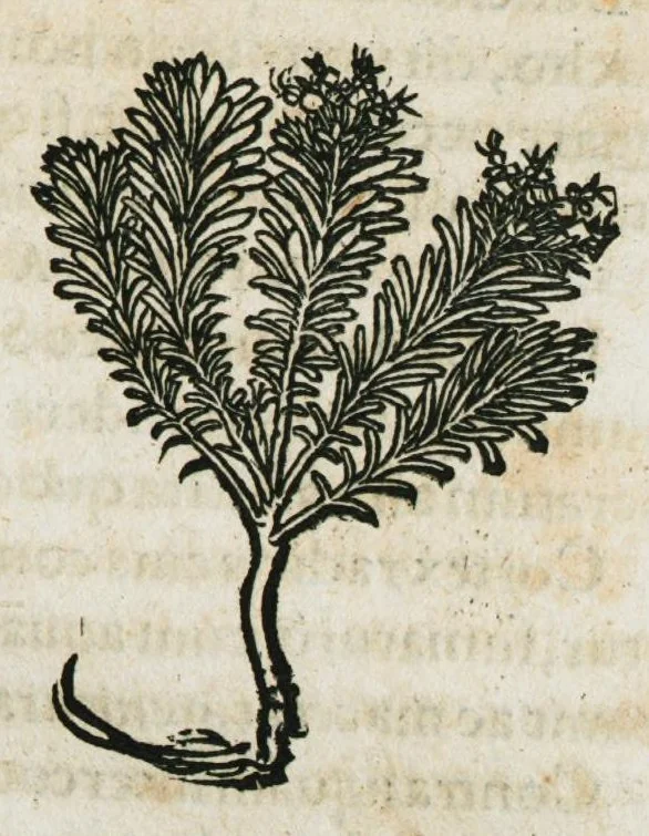 An illustration from Botanicon, continens herbarum, aliorumque simplicium, quorum usus in medicinis est, descriptiones et iconas ad vivum effigiatas : ex praecipuis tam Grecis quam Latinis Authoribus jam recens concinnatum ; Additis etiam, quae Neotericorum obseruationes & experientiae uel comprobarunt denuo, uel nuper inuenerunt/ Avt. Theodorico Dorstenio Medico, 1540, leaf 243