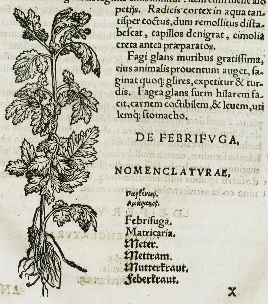 An illustration from Botanicon, continens herbarum, aliorumque simplicium, quorum usus in medicinis est, descriptiones et iconas ad vivum effigiatas : ex praecipuis tam Grecis quam Latinis Authoribus jam recens concinnatum ; Additis etiam, quae Neotericorum obseruationes & experientiae uel comprobarunt denuo, uel nuper inuenerunt/ Avt. Theodorico Dorstenio Medico, 1540, leaf 253
