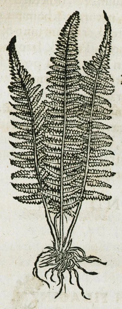 An illustration from Botanicon, continens herbarum, aliorumque simplicium, quorum usus in medicinis est, descriptiones et iconas ad vivum effigiatas : ex praecipuis tam Grecis quam Latinis Authoribus jam recens concinnatum ; Additis etiam, quae Neotericorum obseruationes & experientiae uel comprobarunt denuo, uel nuper inuenerunt/ Avt. Theodorico Dorstenio Medico, 1540, leaf 259