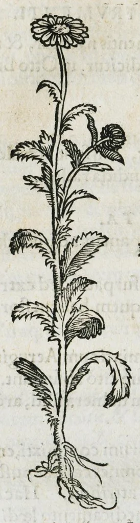 An illustration from Botanicon, continens herbarum, aliorumque simplicium, quorum usus in medicinis est, descriptiones et iconas ad vivum effigiatas : ex praecipuis tam Grecis quam Latinis Authoribus jam recens concinnatum ; Additis etiam, quae Neotericorum obseruationes & experientiae uel comprobarunt denuo, uel nuper inuenerunt/ Avt. Theodorico Dorstenio Medico, 1540, leaf 266