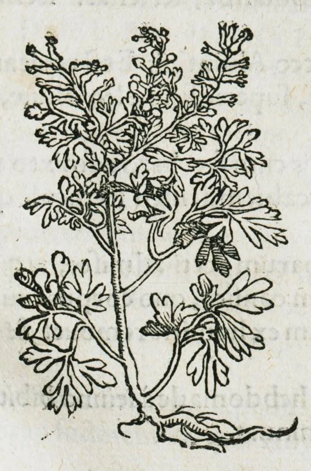 An illustration from Botanicon, continens herbarum, aliorumque simplicium, quorum usus in medicinis est, descriptiones et iconas ad vivum effigiatas : ex praecipuis tam Grecis quam Latinis Authoribus jam recens concinnatum ; Additis etiam, quae Neotericorum obseruationes & experientiae uel comprobarunt denuo, uel nuper inuenerunt/ Avt. Theodorico Dorstenio Medico, 1540, leaf 275