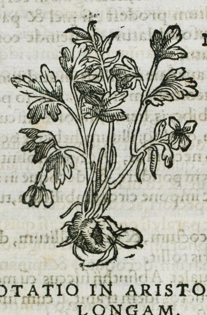 An illustration from Botanicon, continens herbarum, aliorumque simplicium, quorum usus in medicinis est, descriptiones et iconas ad vivum effigiatas : ex praecipuis tam Grecis quam Latinis Authoribus jam recens concinnatum ; Additis etiam, quae Neotericorum obseruationes & experientiae uel comprobarunt denuo, uel nuper inuenerunt/ Avt. Theodorico Dorstenio Medico, 1540, leaf 28
