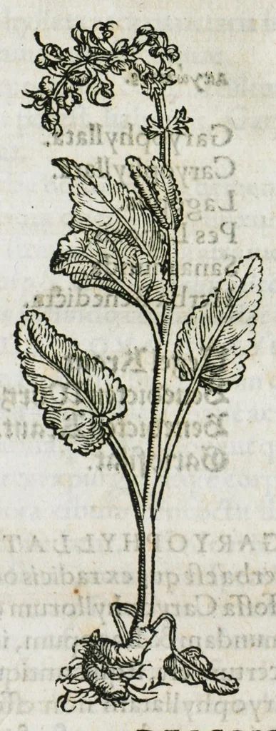 An illustration from Botanicon, continens herbarum, aliorumque simplicium, quorum usus in medicinis est, descriptiones et iconas ad vivum effigiatas : ex praecipuis tam Grecis quam Latinis Authoribus jam recens concinnatum ; Additis etiam, quae Neotericorum obseruationes & experientiae uel comprobarunt denuo, uel nuper inuenerunt/ Avt. Theodorico Dorstenio Medico, 1540, leaf 283