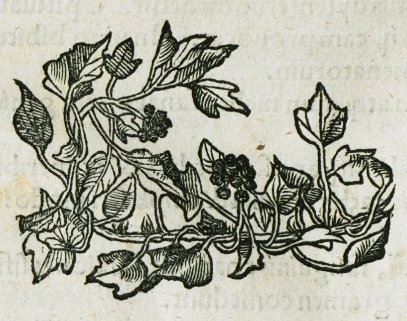 An illustration from Botanicon, continens herbarum, aliorumque simplicium, quorum usus in medicinis est, descriptiones et iconas ad vivum effigiatas : ex praecipuis tam Grecis quam Latinis Authoribus jam recens concinnatum ; Additis etiam, quae Neotericorum obseruationes & experientiae uel comprobarunt denuo, uel nuper inuenerunt/ Avt. Theodorico Dorstenio Medico, 1540, leaf 296