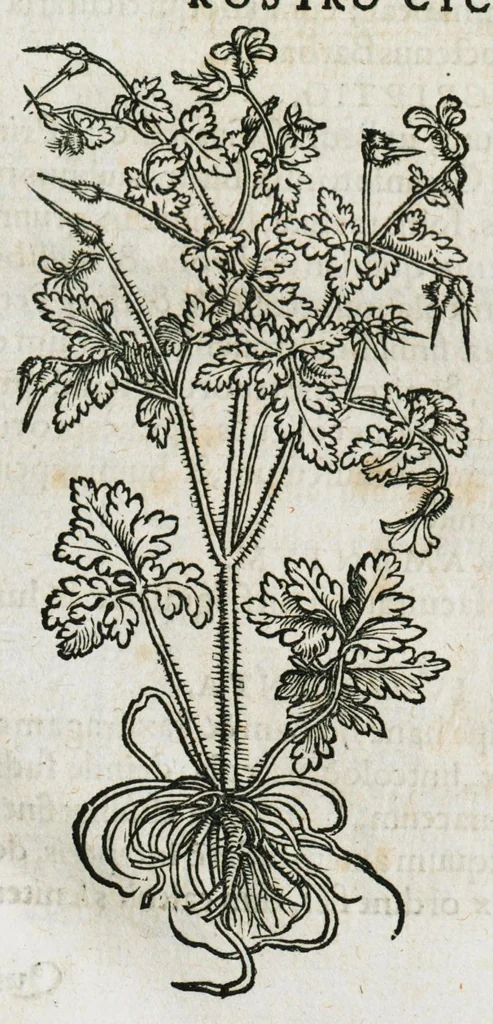 An illustration from Botanicon, continens herbarum, aliorumque simplicium, quorum usus in medicinis est, descriptiones et iconas ad vivum effigiatas : ex praecipuis tam Grecis quam Latinis Authoribus jam recens concinnatum ; Additis etiam, quae Neotericorum obseruationes & experientiae uel comprobarunt denuo, uel nuper inuenerunt/ Avt. Theodorico Dorstenio Medico, 1540, leaf 305