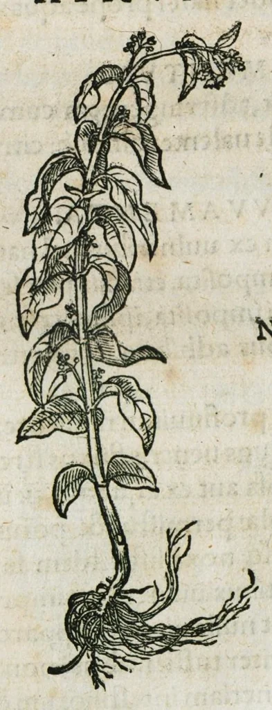 An illustration from Botanicon, continens herbarum, aliorumque simplicium, quorum usus in medicinis est, descriptiones et iconas ad vivum effigiatas : ex praecipuis tam Grecis quam Latinis Authoribus jam recens concinnatum ; Additis etiam, quae Neotericorum obseruationes & experientiae uel comprobarunt denuo, uel nuper inuenerunt/ Avt. Theodorico Dorstenio Medico, 1540, leaf 312