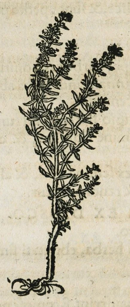 An illustration from Botanicon, continens herbarum, aliorumque simplicium, quorum usus in medicinis est, descriptiones et iconas ad vivum effigiatas : ex praecipuis tam Grecis quam Latinis Authoribus jam recens concinnatum ; Additis etiam, quae Neotericorum obseruationes & experientiae uel comprobarunt denuo, uel nuper inuenerunt/ Avt. Theodorico Dorstenio Medico, 1540, leaf 320