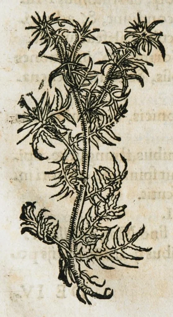 An illustration from Botanicon, continens herbarum, aliorumque simplicium, quorum usus in medicinis est, descriptiones et iconas ad vivum effigiatas : ex praecipuis tam Grecis quam Latinis Authoribus jam recens concinnatum ; Additis etiam, quae Neotericorum obseruationes & experientiae uel comprobarunt denuo, uel nuper inuenerunt/ Avt. Theodorico Dorstenio Medico, 1540, leaf 327