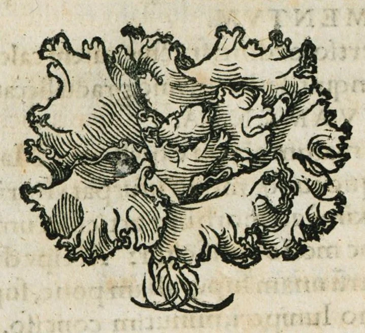 An illustration from Botanicon, continens herbarum, aliorumque simplicium, quorum usus in medicinis est, descriptiones et iconas ad vivum effigiatas : ex praecipuis tam Grecis quam Latinis Authoribus jam recens concinnatum ; Additis etiam, quae Neotericorum obseruationes & experientiae uel comprobarunt denuo, uel nuper inuenerunt/ Avt. Theodorico Dorstenio Medico, 1540, leaf 332