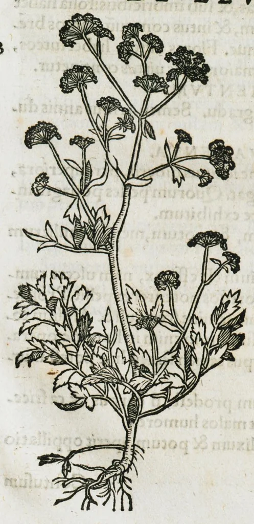 An illustration from Botanicon, continens herbarum, aliorumque simplicium, quorum usus in medicinis est, descriptiones et iconas ad vivum effigiatas : ex praecipuis tam Grecis quam Latinis Authoribus jam recens concinnatum ; Additis etiam, quae Neotericorum obseruationes & experientiae uel comprobarunt denuo, uel nuper inuenerunt/ Avt. Theodorico Dorstenio Medico, 1540, leaf 345