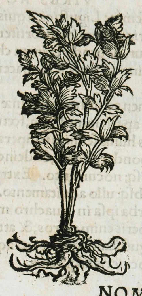 An illustration from Botanicon, continens herbarum, aliorumque simplicium, quorum usus in medicinis est, descriptiones et iconas ad vivum effigiatas : ex praecipuis tam Grecis quam Latinis Authoribus jam recens concinnatum ; Additis etiam, quae Neotericorum obseruationes & experientiae uel comprobarunt denuo, uel nuper inuenerunt/ Avt. Theodorico Dorstenio Medico, 1540, leaf 345