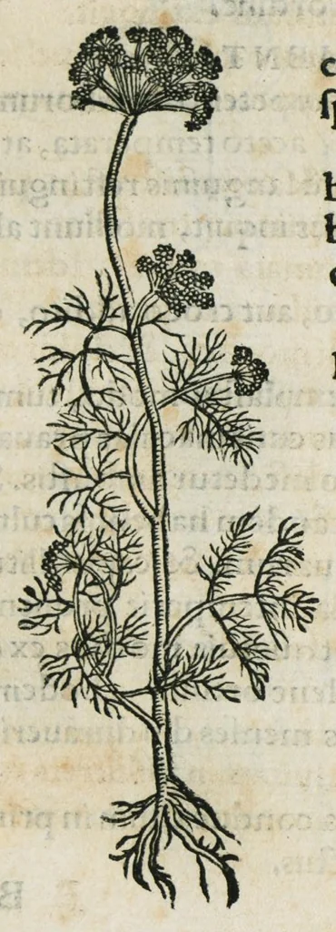 An illustration from Botanicon, continens herbarum, aliorumque simplicium, quorum usus in medicinis est, descriptiones et iconas ad vivum effigiatas : ex praecipuis tam Grecis quam Latinis Authoribus jam recens concinnatum ; Additis etiam, quae Neotericorum obseruationes & experientiae uel comprobarunt denuo, uel nuper inuenerunt/ Avt. Theodorico Dorstenio Medico, 1540, leaf 36