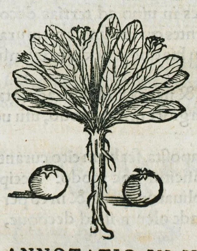 An illustration from Botanicon, continens herbarum, aliorumque simplicium, quorum usus in medicinis est, descriptiones et iconas ad vivum effigiatas : ex praecipuis tam Grecis quam Latinis Authoribus jam recens concinnatum ; Additis etiam, quae Neotericorum obseruationes & experientiae uel comprobarunt denuo, uel nuper inuenerunt/ Avt. Theodorico Dorstenio Medico, 1540, leaf 373