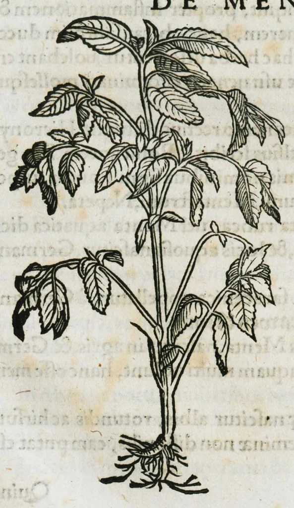 An illustration from Botanicon, continens herbarum, aliorumque simplicium, quorum usus in medicinis est, descriptiones et iconas ad vivum effigiatas : ex praecipuis tam Grecis quam Latinis Authoribus jam recens concinnatum ; Additis etiam, quae Neotericorum obseruationes & experientiae uel comprobarunt denuo, uel nuper inuenerunt/ Avt. Theodorico Dorstenio Medico, 1540, leaf 385