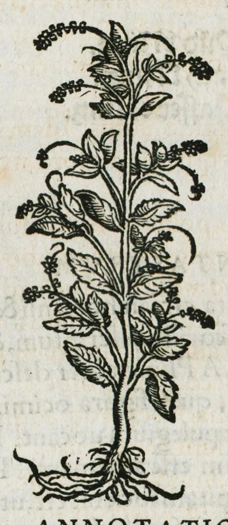 An illustration from Botanicon, continens herbarum, aliorumque simplicium, quorum usus in medicinis est, descriptiones et iconas ad vivum effigiatas : ex praecipuis tam Grecis quam Latinis Authoribus jam recens concinnatum ; Additis etiam, quae Neotericorum obseruationes & experientiae uel comprobarunt denuo, uel nuper inuenerunt/ Avt. Theodorico Dorstenio Medico, 1540, leaf 390