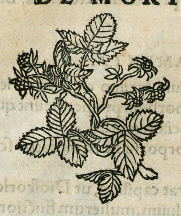 An illustration from Botanicon, continens herbarum, aliorumque simplicium, quorum usus in medicinis est, descriptiones et iconas ad vivum effigiatas : ex praecipuis tam Grecis quam Latinis Authoribus jam recens concinnatum ; Additis etiam, quae Neotericorum obseruationes & experientiae uel comprobarunt denuo, uel nuper inuenerunt/ Avt. Theodorico Dorstenio Medico, 1540, leaf 397