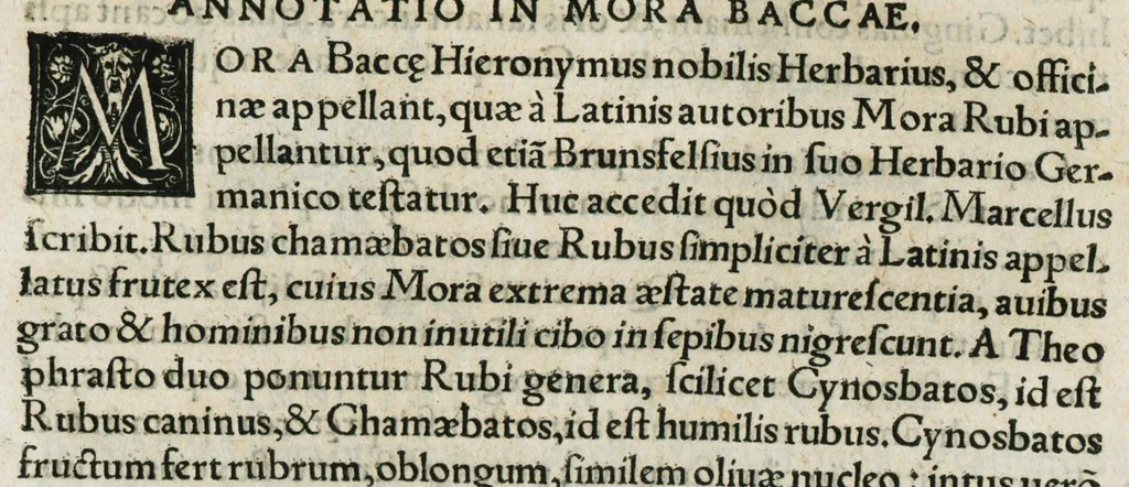 An illustration from Botanicon, continens herbarum, aliorumque simplicium, quorum usus in medicinis est, descriptiones et iconas ad vivum effigiatas : ex praecipuis tam Grecis quam Latinis Authoribus jam recens concinnatum ; Additis etiam, quae Neotericorum obseruationes & experientiae uel comprobarunt denuo, uel nuper inuenerunt/ Avt. Theodorico Dorstenio Medico, 1540, leaf 397