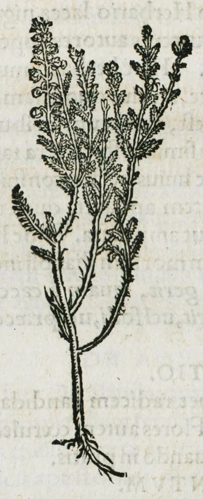 An illustration from Botanicon, continens herbarum, aliorumque simplicium, quorum usus in medicinis est, descriptiones et iconas ad vivum effigiatas : ex praecipuis tam Grecis quam Latinis Authoribus jam recens concinnatum ; Additis etiam, quae Neotericorum obseruationes & experientiae uel comprobarunt denuo, uel nuper inuenerunt/ Avt. Theodorico Dorstenio Medico, 1540, leaf 402
