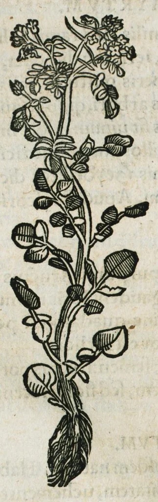 An illustration from Botanicon, continens herbarum, aliorumque simplicium, quorum usus in medicinis est, descriptiones et iconas ad vivum effigiatas : ex praecipuis tam Grecis quam Latinis Authoribus jam recens concinnatum ; Additis etiam, quae Neotericorum obseruationes & experientiae uel comprobarunt denuo, uel nuper inuenerunt/ Avt. Theodorico Dorstenio Medico, 1540, leaf 406