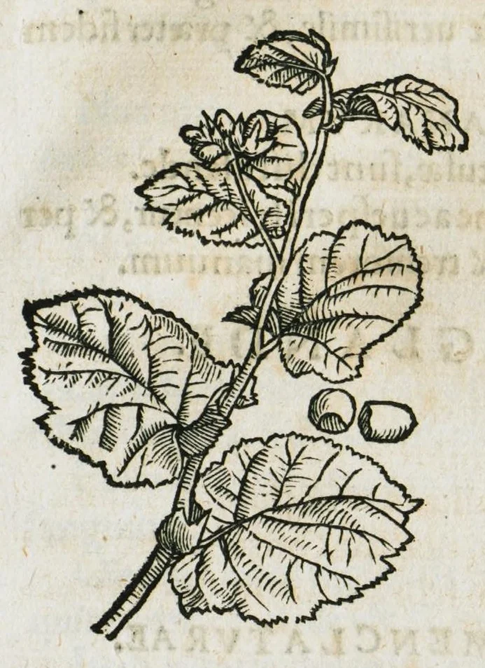 An illustration from Botanicon, continens herbarum, aliorumque simplicium, quorum usus in medicinis est, descriptiones et iconas ad vivum effigiatas : ex praecipuis tam Grecis quam Latinis Authoribus jam recens concinnatum ; Additis etiam, quae Neotericorum obseruationes & experientiae uel comprobarunt denuo, uel nuper inuenerunt/ Avt. Theodorico Dorstenio Medico, 1540, leaf 415