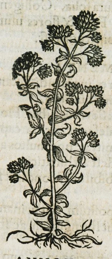 An illustration from Botanicon, continens herbarum, aliorumque simplicium, quorum usus in medicinis est, descriptiones et iconas ad vivum effigiatas : ex praecipuis tam Grecis quam Latinis Authoribus jam recens concinnatum ; Additis etiam, quae Neotericorum obseruationes & experientiae uel comprobarunt denuo, uel nuper inuenerunt/ Avt. Theodorico Dorstenio Medico, 1540, leaf 423