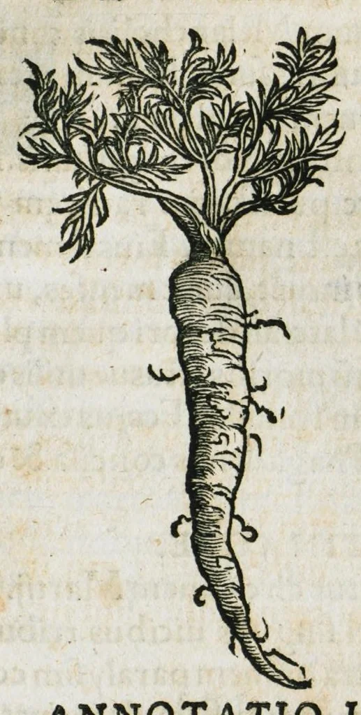 An illustration from Botanicon, continens herbarum, aliorumque simplicium, quorum usus in medicinis est, descriptiones et iconas ad vivum effigiatas : ex praecipuis tam Grecis quam Latinis Authoribus jam recens concinnatum ; Additis etiam, quae Neotericorum obseruationes & experientiae uel comprobarunt denuo, uel nuper inuenerunt/ Avt. Theodorico Dorstenio Medico, 1540, leaf 435