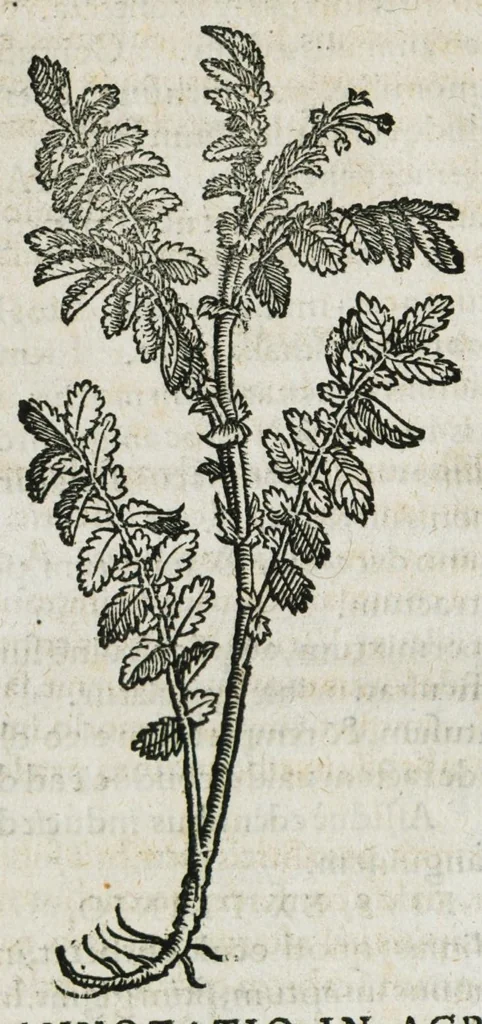 An illustration from Botanicon, continens herbarum, aliorumque simplicium, quorum usus in medicinis est, descriptiones et iconas ad vivum effigiatas : ex praecipuis tam Grecis quam Latinis Authoribus jam recens concinnatum ; Additis etiam, quae Neotericorum obseruationes & experientiae uel comprobarunt denuo, uel nuper inuenerunt/ Avt. Theodorico Dorstenio Medico, 1540, leaf 44