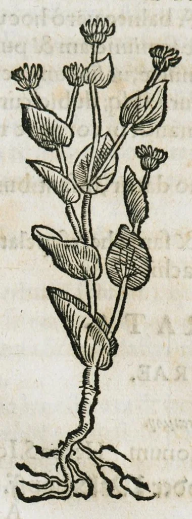 An illustration from Botanicon, continens herbarum, aliorumque simplicium, quorum usus in medicinis est, descriptiones et iconas ad vivum effigiatas : ex praecipuis tam Grecis quam Latinis Authoribus jam recens concinnatum ; Additis etiam, quae Neotericorum obseruationes & experientiae uel comprobarunt denuo, uel nuper inuenerunt/ Avt. Theodorico Dorstenio Medico, 1540, leaf 441