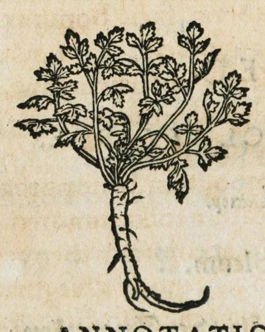 An illustration from Botanicon, continens herbarum, aliorumque simplicium, quorum usus in medicinis est, descriptiones et iconas ad vivum effigiatas : ex praecipuis tam Grecis quam Latinis Authoribus jam recens concinnatum ; Additis etiam, quae Neotericorum obseruationes & experientiae uel comprobarunt denuo, uel nuper inuenerunt/ Avt. Theodorico Dorstenio Medico, 1540, leaf 450
