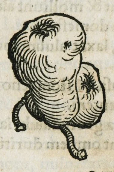 An illustration from Botanicon, continens herbarum, aliorumque simplicium, quorum usus in medicinis est, descriptiones et iconas ad vivum effigiatas : ex praecipuis tam Grecis quam Latinis Authoribus jam recens concinnatum ; Additis etiam, quae Neotericorum obseruationes & experientiae uel comprobarunt denuo, uel nuper inuenerunt/ Avt. Theodorico Dorstenio Medico, 1540, leaf 459