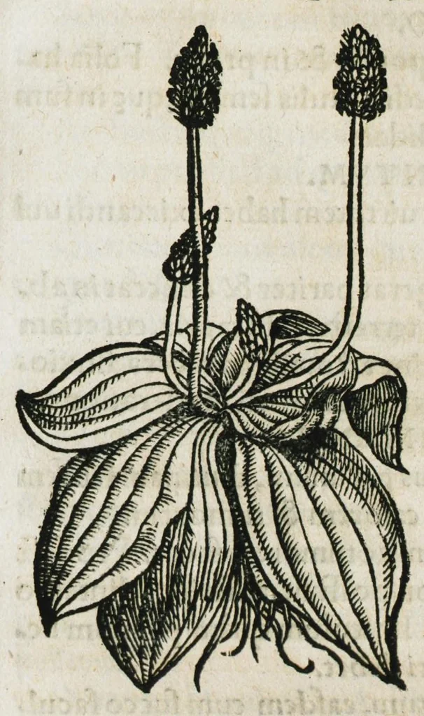 An illustration from Botanicon, continens herbarum, aliorumque simplicium, quorum usus in medicinis est, descriptiones et iconas ad vivum effigiatas : ex praecipuis tam Grecis quam Latinis Authoribus jam recens concinnatum ; Additis etiam, quae Neotericorum obseruationes & experientiae uel comprobarunt denuo, uel nuper inuenerunt/ Avt. Theodorico Dorstenio Medico, 1540, leaf 465