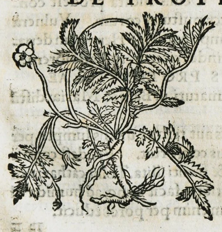 An illustration from Botanicon, continens herbarum, aliorumque simplicium, quorum usus in medicinis est, descriptiones et iconas ad vivum effigiatas : ex praecipuis tam Grecis quam Latinis Authoribus jam recens concinnatum ; Additis etiam, quae Neotericorum obseruationes & experientiae uel comprobarunt denuo, uel nuper inuenerunt/ Avt. Theodorico Dorstenio Medico, 1540, leaf 483