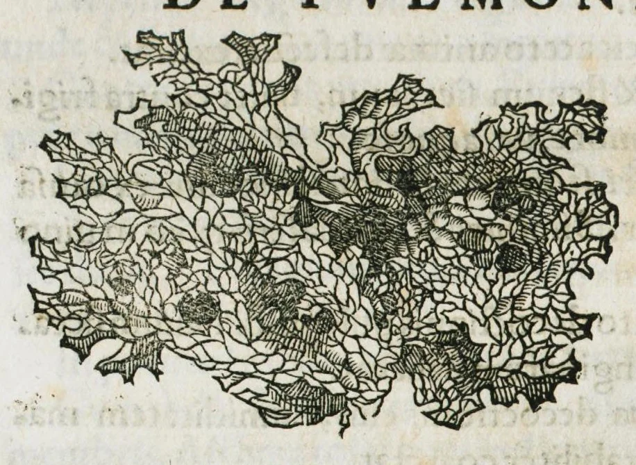 An illustration from Botanicon, continens herbarum, aliorumque simplicium, quorum usus in medicinis est, descriptiones et iconas ad vivum effigiatas : ex praecipuis tam Grecis quam Latinis Authoribus jam recens concinnatum ; Additis etiam, quae Neotericorum obseruationes & experientiae uel comprobarunt denuo, uel nuper inuenerunt/ Avt. Theodorico Dorstenio Medico, 1540, leaf 492