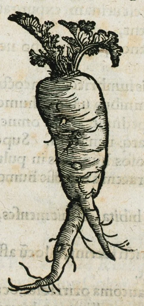 An illustration from Botanicon, continens herbarum, aliorumque simplicium, quorum usus in medicinis est, descriptiones et iconas ad vivum effigiatas : ex praecipuis tam Grecis quam Latinis Authoribus jam recens concinnatum ; Additis etiam, quae Neotericorum obseruationes & experientiae uel comprobarunt denuo, uel nuper inuenerunt/ Avt. Theodorico Dorstenio Medico, 1540, leaf 501