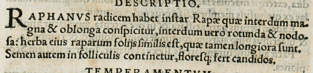 An illustration from Botanicon, continens herbarum, aliorumque simplicium, quorum usus in medicinis est, descriptiones et iconas ad vivum effigiatas : ex praecipuis tam Grecis quam Latinis Authoribus jam recens concinnatum ; Additis etiam, quae Neotericorum obseruationes & experientiae uel comprobarunt denuo, uel nuper inuenerunt/ Avt. Theodorico Dorstenio Medico, 1540, leaf 501