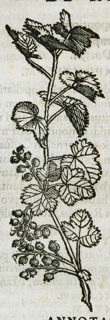 An illustration from Botanicon, continens herbarum, aliorumque simplicium, quorum usus in medicinis est, descriptiones et iconas ad vivum effigiatas : ex praecipuis tam Grecis quam Latinis Authoribus jam recens concinnatum ; Additis etiam, quae Neotericorum obseruationes & experientiae uel comprobarunt denuo, uel nuper inuenerunt/ Avt. Theodorico Dorstenio Medico, 1540, leaf 508