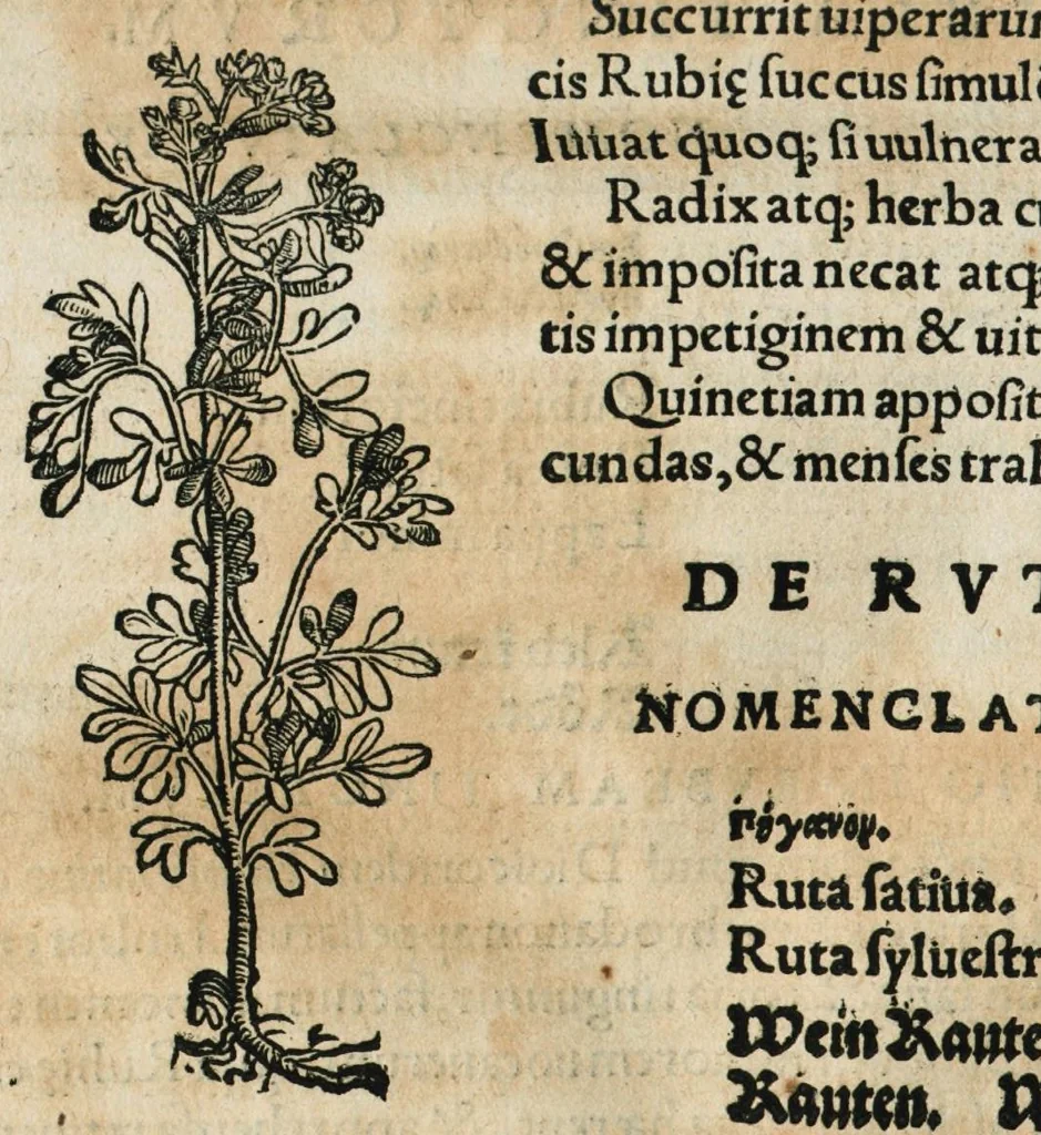 An illustration from Botanicon, continens herbarum, aliorumque simplicium, quorum usus in medicinis est, descriptiones et iconas ad vivum effigiatas : ex praecipuis tam Grecis quam Latinis Authoribus jam recens concinnatum ; Additis etiam, quae Neotericorum obseruationes & experientiae uel comprobarunt denuo, uel nuper inuenerunt/ Avt. Theodorico Dorstenio Medico, 1540, leaf 518
