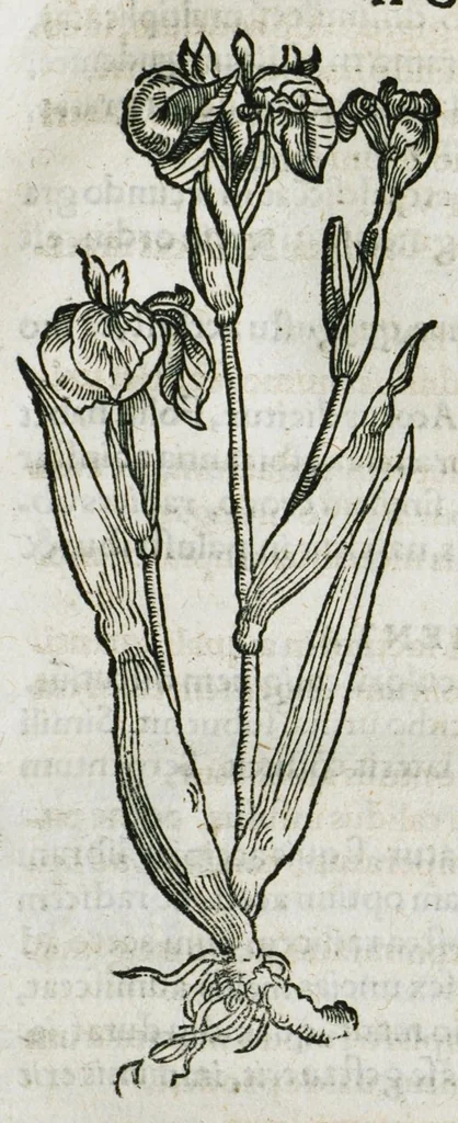 An illustration from Botanicon, continens herbarum, aliorumque simplicium, quorum usus in medicinis est, descriptiones et iconas ad vivum effigiatas : ex praecipuis tam Grecis quam Latinis Authoribus jam recens concinnatum ; Additis etiam, quae Neotericorum obseruationes & experientiae uel comprobarunt denuo, uel nuper inuenerunt/ Avt. Theodorico Dorstenio Medico, 1540, leaf 53