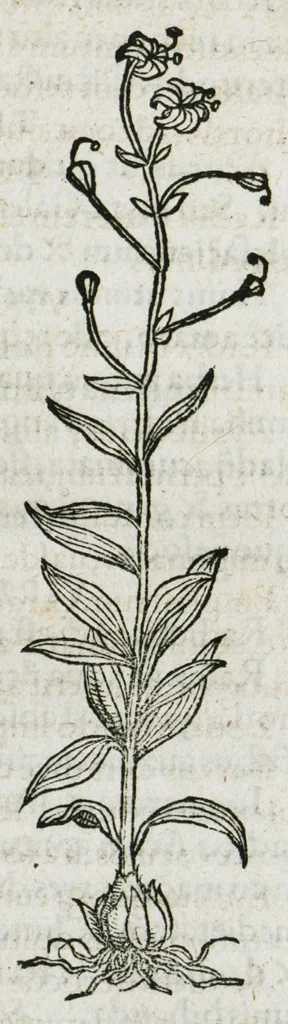 An illustration from Botanicon, continens herbarum, aliorumque simplicium, quorum usus in medicinis est, descriptiones et iconas ad vivum effigiatas : ex praecipuis tam Grecis quam Latinis Authoribus jam recens concinnatum ; Additis etiam, quae Neotericorum obseruationes & experientiae uel comprobarunt denuo, uel nuper inuenerunt/ Avt. Theodorico Dorstenio Medico, 1540, leaf 53